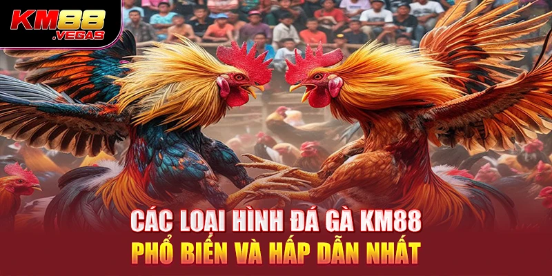 Các loại hình đá gà KM88 phổ biến và hấp dẫn nhất