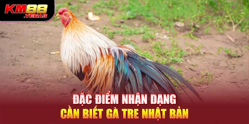 Đặc điểm nhận dạng cần biết gà tre Nhật Bản