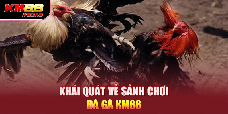 Khái quát về sảnh chơi đá gà KM88