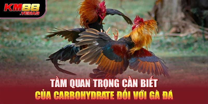 Tầm quan trọng cần biết của carbohydrate đối với gà đá