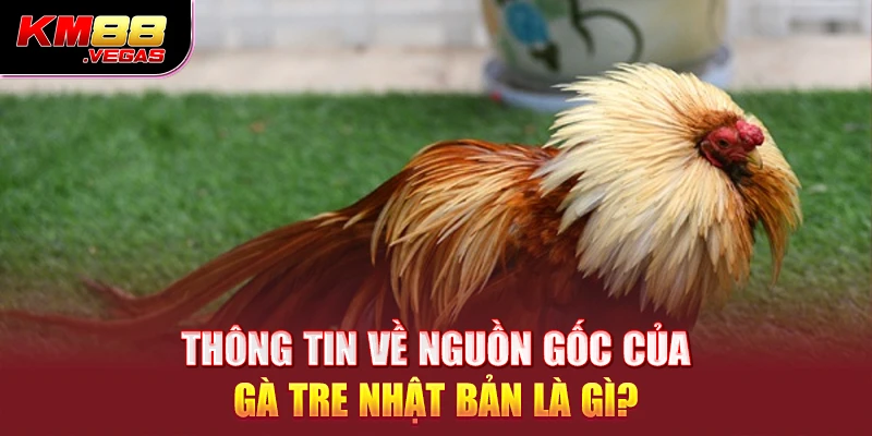 Thông tin về nguồn gốc của gà tre Nhật Bản là gì?