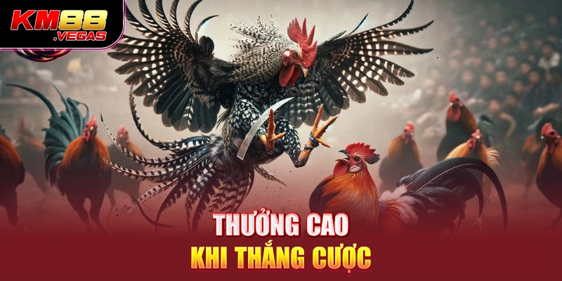 Thưởng cao khi thắng cược